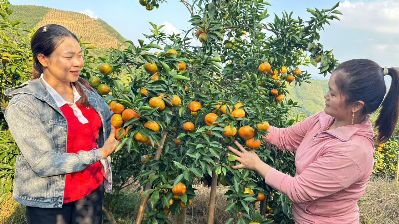 Ms. Truong Thi Lua, from Nghia Hung Hamlet, Nghia Tam Commune, expressed her joy and excitement next to her family's orange orchard.